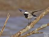 WHITE-WAGTAIL