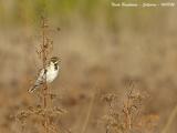 COMMON REED BUNTING - EMBERIZA SCHOENICLUS - BRUANT DES ROSEAUX