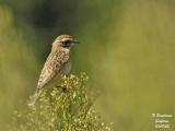 WHINCHAT-juv