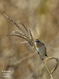 WHINCHAT