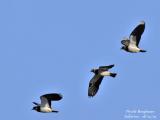 NORTHERN-LAPWINGS