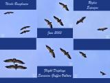 Flight displays - Eurasian Griffon Vulture