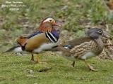 MANDARIN-DUCK-pair