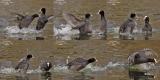 EURASIAN COOT fighting