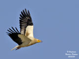 EGYPTIAN VULTURE - NEOPHRON PERCNOPTERUS - VAUTOUR PERCNOPTERE