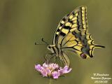 SWALLOWTAIL - MACHAON - PAPILIO MACHAON