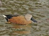 RED-SHOVELER