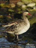 RED-BILLED TEAL - ANAS ERYTHRORHYNCHA - CANARD A BEC ROUGE