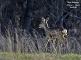 ROE-DEER-female