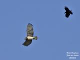 Sh-toed-Eagle-and-Crow