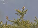 COMMON-LINNET