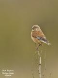 COMMON-LINNET