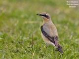 NORTHERN WHEATEAR - OENANTHE OENANTHE - TRAQUET MOTTEUX