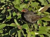 COMMON BLACKBIRD - TURDUS MERULA - MERLE NOIR