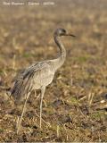 COMMON-CRANE-juv