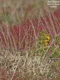 GORSE-AND-DRY-GRASSES