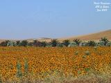 Sunflowers Spain