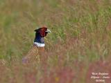 COMMON-PHEASANT-M