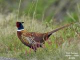 COMMON-PHEASANT-M