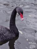BLACK-SWAN