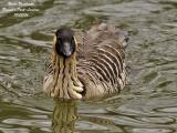 HAWAIIAN-GOOSE-swimming