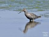 SPOTTED-REDSHANK