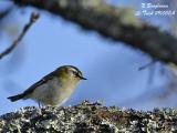 FIRECREST