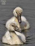 MUTE-SWAN juveniles