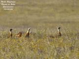 GREAT BUSTARDS 