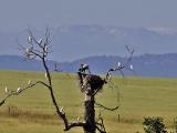 CATTLE EGRETS and WHITE STORKS