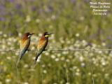 EUROPEAN BEE-EATER