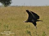 MONK VULTURE takes off
