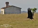 MONK VULTURE takes off