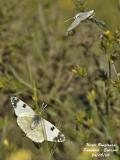 WESTERN DAPPLED WHITE - EUCHLOE CRAMERI - MARBRE DE CRAMER