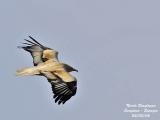 Egyptian Vulture flying