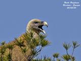 Eurasian Griffon Vulture yawning