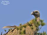 Eurasian Griffon Vulture portrait