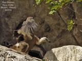 Griffon Vulture moving its wings before its first flight.