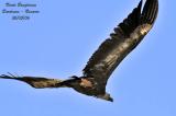 Griffon Vulture flight