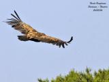 Griffon Vulture flight (back)