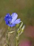 Blue flower - Fleur bleue