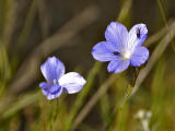 Blue Flower (genus Linum) and insects - Fleur bleue (genre Linum) et insectes