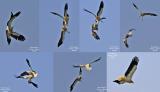 Egyptian Vultures-fight or display