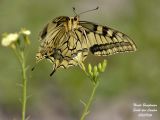 SWALLOWTAIL- MACHAON - PAPILIO MACHAON