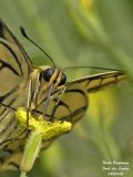 SWALLOWTAIL- MACHAON - PAPILIO MACHAON