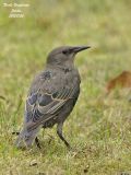 Common Starling juvenile