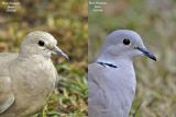 Eurasian Collared Dove juvenile and adult