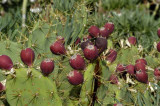 Opuntia dillenii - Figues de Barbarie