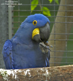 Hyacinth Macaw - Anodorhynchus hyacinthinus - Ara hyacinthe