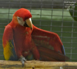 Scarlet Macaw - Ara macao - Ara rouge